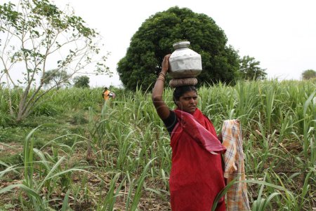 Téléchargez les photos : Femme rurale portant pot d'eau ; Marathwada ; Maharashtra ; Inde - en image libre de droit
