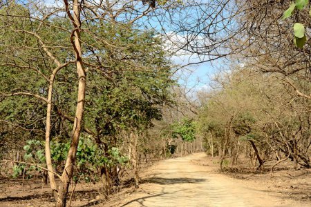 Chemin dans le parc national de Gir, Gujarat, Inde, Asie