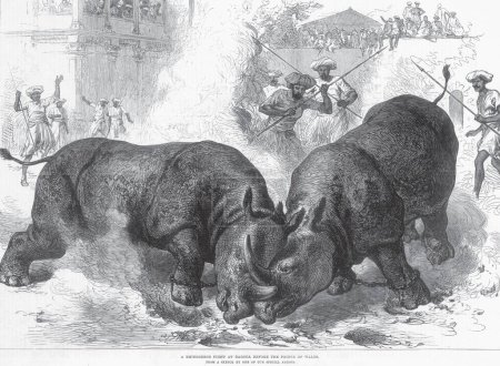 Caza y puntos de vista de los animales; una lucha de rinocerontes en Baroda ante el príncipe de Gales; Gujarat; India