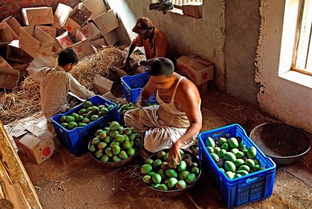 Foto de Trabajadores seleccionando y empacando mangos alphonso en la aldea de Velas distrito de Ratnagiri, Maharashtra, India 26 abril 2009 - Imagen libre de derechos