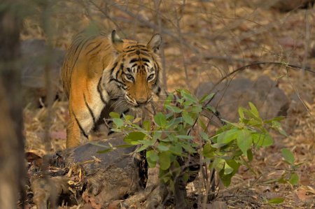 Wild tiger on his deer kill in the dry deciduous habitat in Ranthambore tiger reserve, India