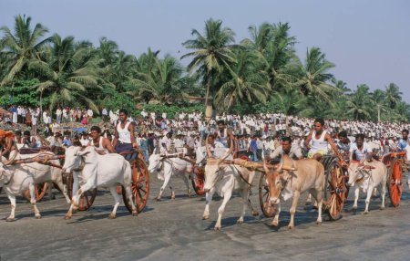 Téléchargez les photos : Course de chariots à boeufs, alibaug, maharashtra, Inde - en image libre de droit