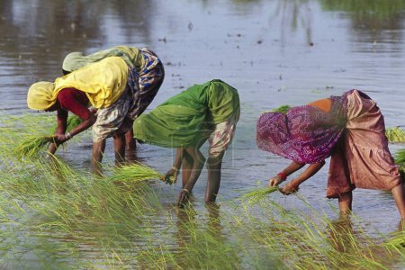 Foto de Campo de arroz, dungerpur, rajasthan, india - Imagen libre de derechos