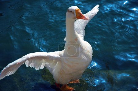 Téléchargez les photos : Un seul canard oiseau blanc flottant ses ailes dans un étang d'eau bleue - en image libre de droit