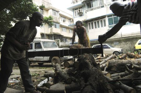 Téléchargez les photos : Des hommes abattent un énorme arbre avec une scie à Bombay Mumbai, Maharashtra, Inde - en image libre de droit
