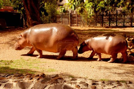 Hippopotamus ; Byculla ; Mumbai  Bombay ; Maharashtra ; India ; Asia