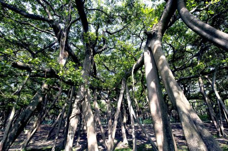 Foto de Antiguo árbol de banyan ficus bengalensis en el jardín botánico; Shibpur; Howrah; Calcuta Kolkata; Bengala Occidental; India - Imagen libre de derechos
