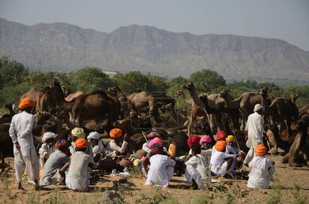 Photo for Camel herd, jodhpur, rajasthan, india, asia - Royalty Free Image