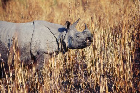 Photo for One Horn Rhinoceros Rhinoceros unicornis , Kaziranga National Park , Assam , india - Royalty Free Image