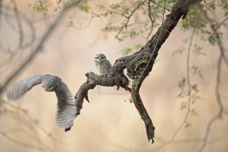 Photo for Spotted Owlet Athene brama in low flight in Ranthambore tiger reserve, India - Royalty Free Image