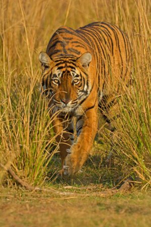 Foto de Tigre de Bengala, Parque Nacional de Ranthambore, Rajasthan, India, Asia - Imagen libre de derechos