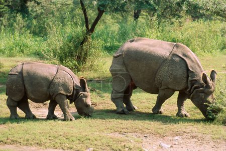 Téléchargez les photos : Mammifères en voie de disparition Rhinocéros d'Inde et bébé Rhinocéros unicornis - en image libre de droit
