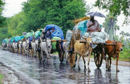 Foto de Carro de bueyes en temporada de lluvias en carretera India - Imagen libre de derechos