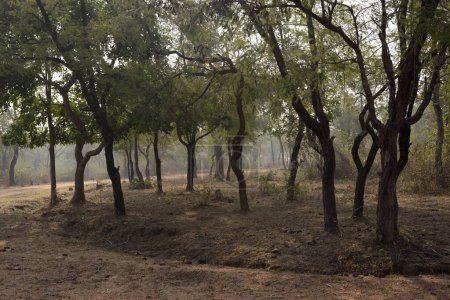 Téléchargez les photos : Zone forestière à Raneh Falls, Khajuraho, Madhya Pradesh, Inde, Asie - en image libre de droit