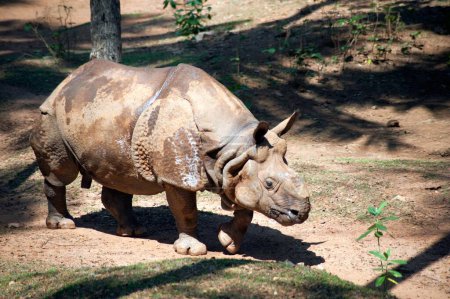 Rhino rhinoceros unicornis , Thiruvananthapuram , Kerala , India