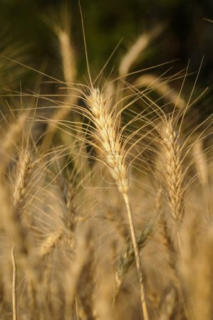 Photo for Wheat field, pune maharashtra in India - Royalty Free Image