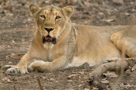 Lion, parc national de Gir, Gujarat, Inde, Asie