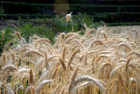 Téléchargez les photos : Champ de blé à Uttarkashi ; Uttaranchal ; Inde - en image libre de droit