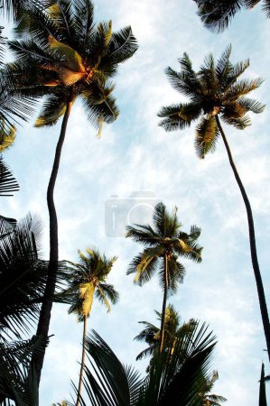 Téléchargez les photos : Angle bas de nombreux cocotiers dans une cocoteraie avec ciel bleu et nuages blancs, Inde - en image libre de droit