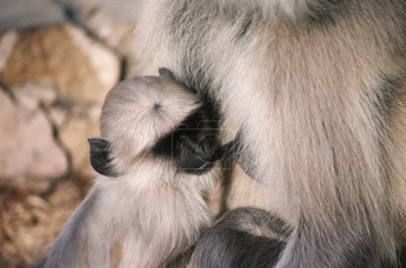 Foto de Common Monkey Langurs Presbytis entellus , India - Imagen libre de derechos