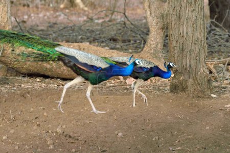 Peacock, gir national park, Gujarat, india, asia