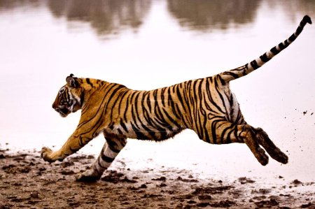 Tiger panthera tigris tigris running in lake , Ranthambore national park , Rajasthan , India