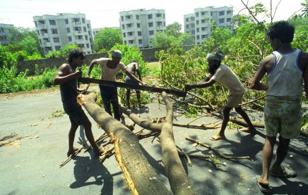 Foto de Trabajadores cortan un enorme árbol para la ampliación de la carretera en la carretera expreso oriental en Bombay ahora Mumbai; Maharashtra; India - Imagen libre de derechos