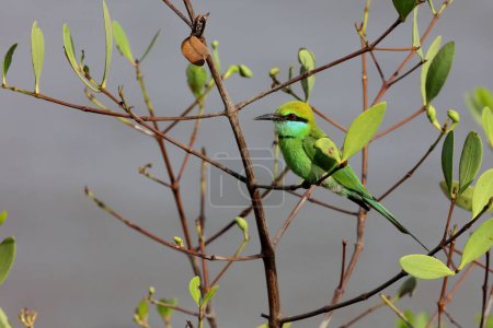 Little green bee eater, tapi river, Surat, Gujarat, India, Asia