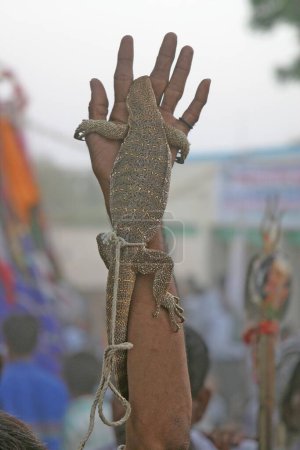 Foto de Encantadores de serpientes Los devotos ardientes de gogaji llevan serpientes y otros reptiles - Imagen libre de derechos