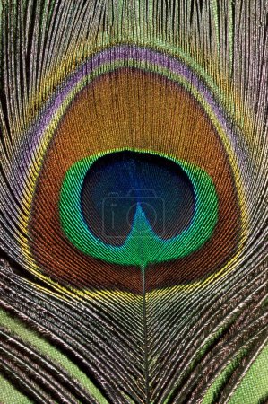 Photo for Birds , Feather , Peacock , Indian Peafowl Pavo cristatus - Royalty Free Image