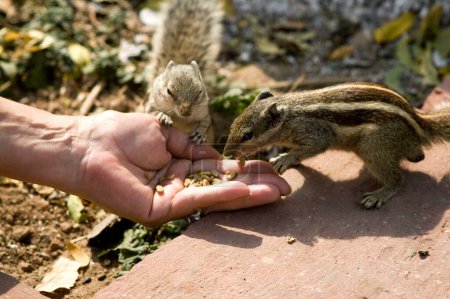 Photo for Squirrels eating wheat on palm ; Agra ; Uttar Pradesh ; India - Royalty Free Image