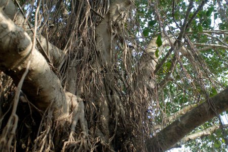 Raíces aéreas de árbol de banyan en Bagmandla; Taluka Shreevardhan; Distrito Ratnagiri; Maharashtra; India