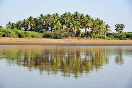 Foto de Palmeras en la playa, Playa del Bhagal, Valsad, Gujarat, India, Asia - Imagen libre de derechos