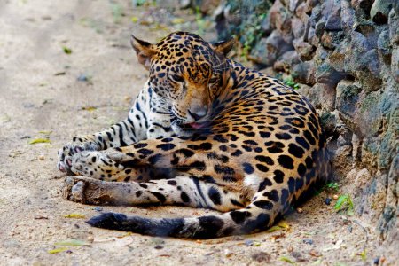 Foto de Leopardo Panthera pardus; Pantera de Jaguar; Zoológico de Alipore; Calcuta Kolkata; Bengala Occidental; India - Imagen libre de derechos