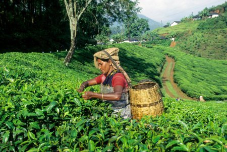 Photo for Tea Plantations at Munnar , Kerala , India - Royalty Free Image