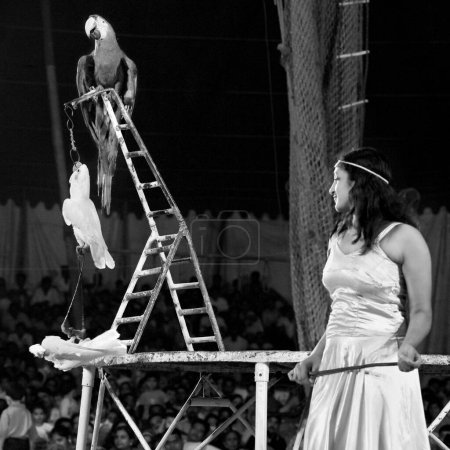 Foto de Mujer con pájaros en circo, India, asia - Imagen libre de derechos