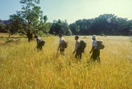 Téléchargez les photos : Randonneurs traversant un champ d'herbe sèche, Maharashtra, Inde, Asie - en image libre de droit