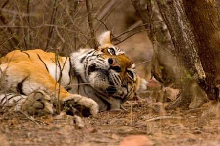 Tiger Panthera Tigris ruhender bengalischer Tiger im Ranthambhore Tiger Reserve National Park; Rajasthan; Indien