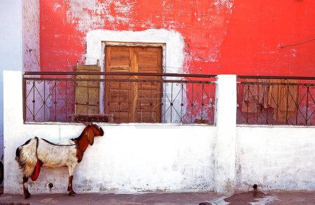 Téléchargez les photos : Chèvre contre un mur texturé coloré, Pushkar, Rajasthan, Inde - en image libre de droit