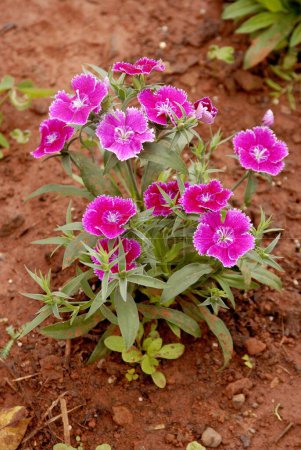 Pink petunia decorative flowers at Mahabaleshwar ; Maharashtra ; India