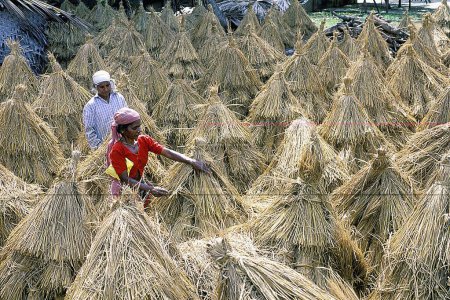 Téléchargez les photos : Récolte du riz, Palakkad Palghat, Kerala, Inde - en image libre de droit