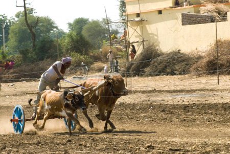 Foto de Carrera de carretas Bullock y jinete en la aldea Aisalpur; distrito Amravati; Maharashtra; India - Imagen libre de derechos
