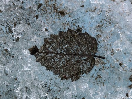 fissile leaf  in glaciers of alaska ; U.S.A United States Of America