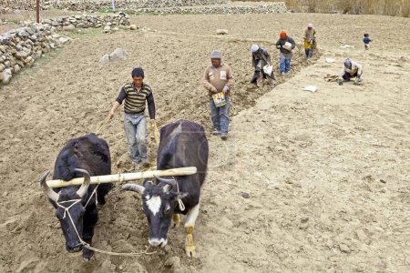 Téléchargez les photos : Villageois semant des pommes de terre ladakh jammu & Cachemire Inde Asie - en image libre de droit