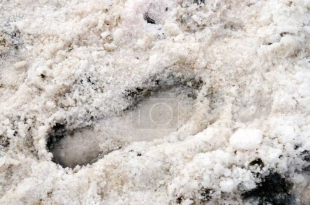 Marque de pied dans les résidus de sel dans le désert de thar, Bhuj, Kutch, Gujarat, Inde