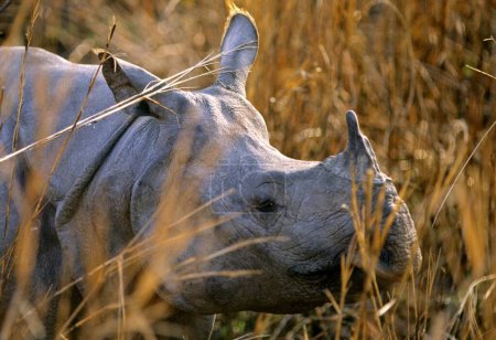 Foto de Un rinoceronte con cuernos, Parque Nacional Kaziranga, Assam, India - Imagen libre de derechos