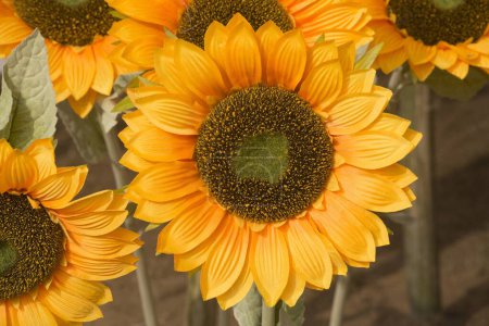 künstliche Sonnenblumen Feld Surajkund mela Faridabad Haryana Indien Asien