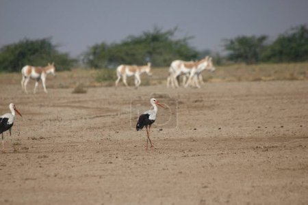 Cigüeña blanca, Gran Rancho de Kutch, Gujarat, India, Asia