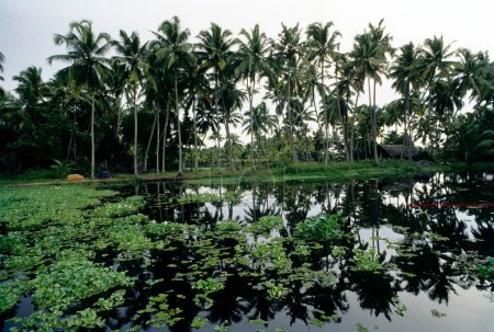Backwaters von Kerala INDIEN