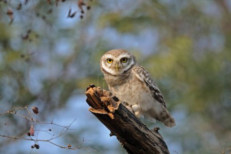 Spotted Owlet Athene brama in Ranthambore tiger reserve, India